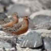 Red-knots-and-horseshoe-crabs_w128_normal