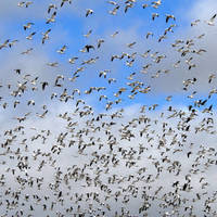 Migrating_geese_normal