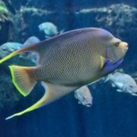 Tropical-saltwater-fish_normal