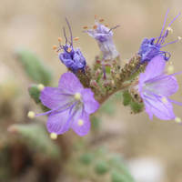 Phacelia_normal