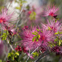 Buenos_aires_national_wildlife_refuge_flowers_normal
