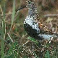 Dunlin-cute-birds-in-water_w398_h262_normal