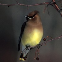 A-close-up-view-of-a-cedar-waxwing-bird_w725_h484_normal