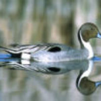 Pintail_11260_normal