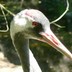 profile_photo