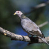 Pigeon_3188_normal