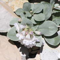 Parachute_beardtongue_normal