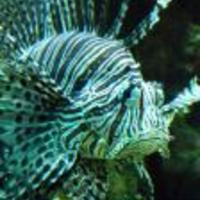 Poisson-rascasse_normal