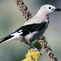 Clarks-nutcracker-bird_w725_h487_normal