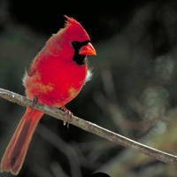 Northern_cardinal_normal