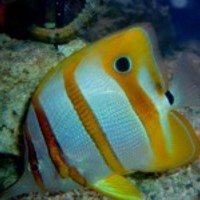 33-1232658053cm7d_normal