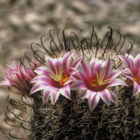 Fishhook_cactus_normal