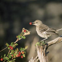 Sage_thrasher_normal