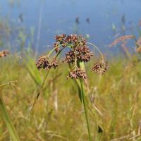 Scirpus-plants_w725_h544_normal