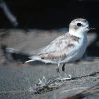 Snowy_plover_normal