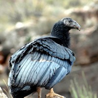 Condor-bird_w724_h725_normal